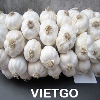 tỏi việt nam xuất khẩu